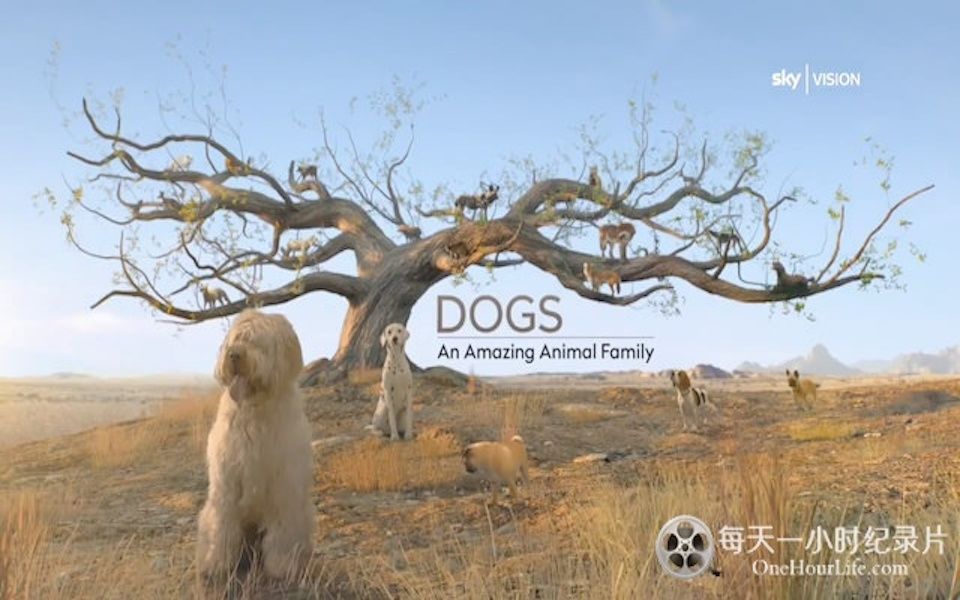 [图]狗狗家族纪录片《神奇的犬科家族 Dogs: An Amazing Animal Family》全3集 粤英双语中字 720P高清纪录片