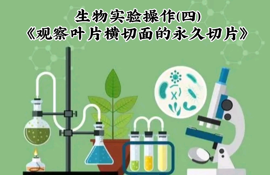 生物实验操作(四)《观察叶片横切面的永久切片》哔哩哔哩bilibili