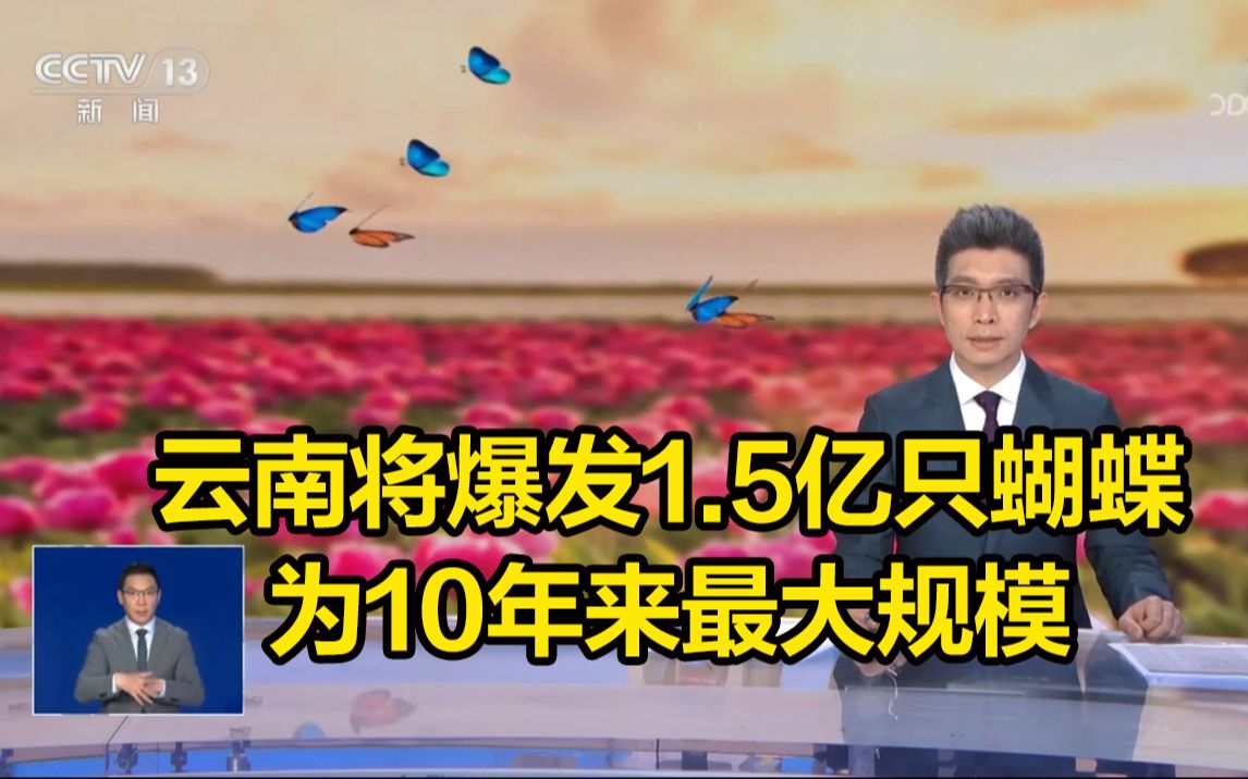 [图]云南将爆发1.5亿只蝴蝶，为10年来最大规模