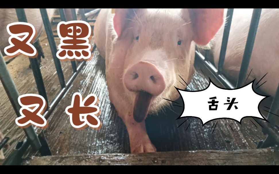 这猪舌头怎么又长又黑的 刚吃s了?