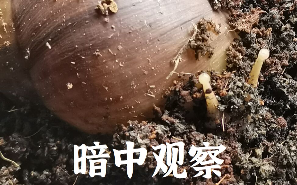 [图]【漫话蜗牛】番外1 战胜蛞蝓的最好办法就是面对蛞蝓！ 我真的不懂海蛞蝓啊！