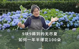 Download Video: 【海妈园艺课堂】9块9薅到的无尽夏，如何一年半爆花100朵