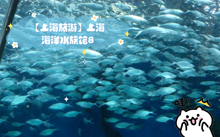 【上海旅游】上海海洋水族馆8哔哩哔哩bilibili