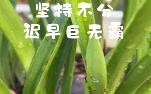 Descargar video: 坚持不分|爆盆就会来到