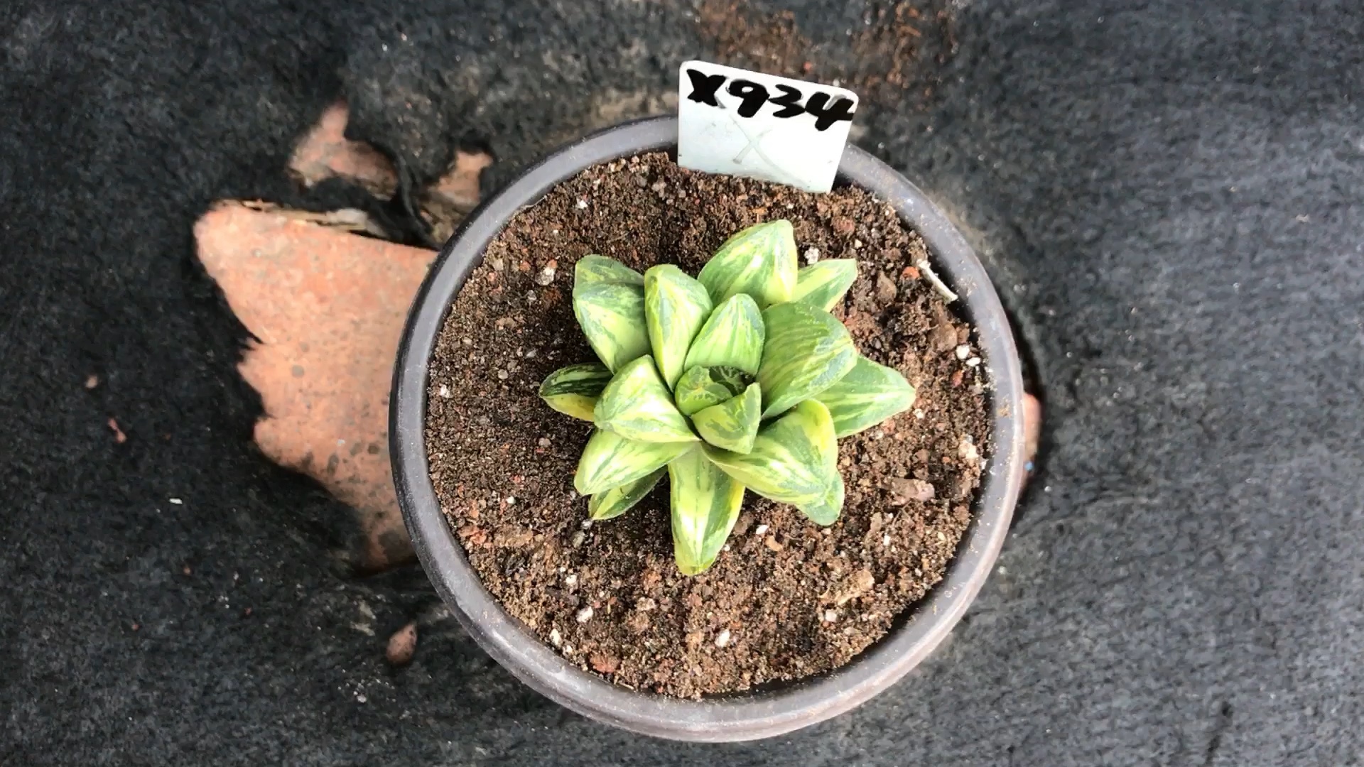 硬叶十二卷美穗锦