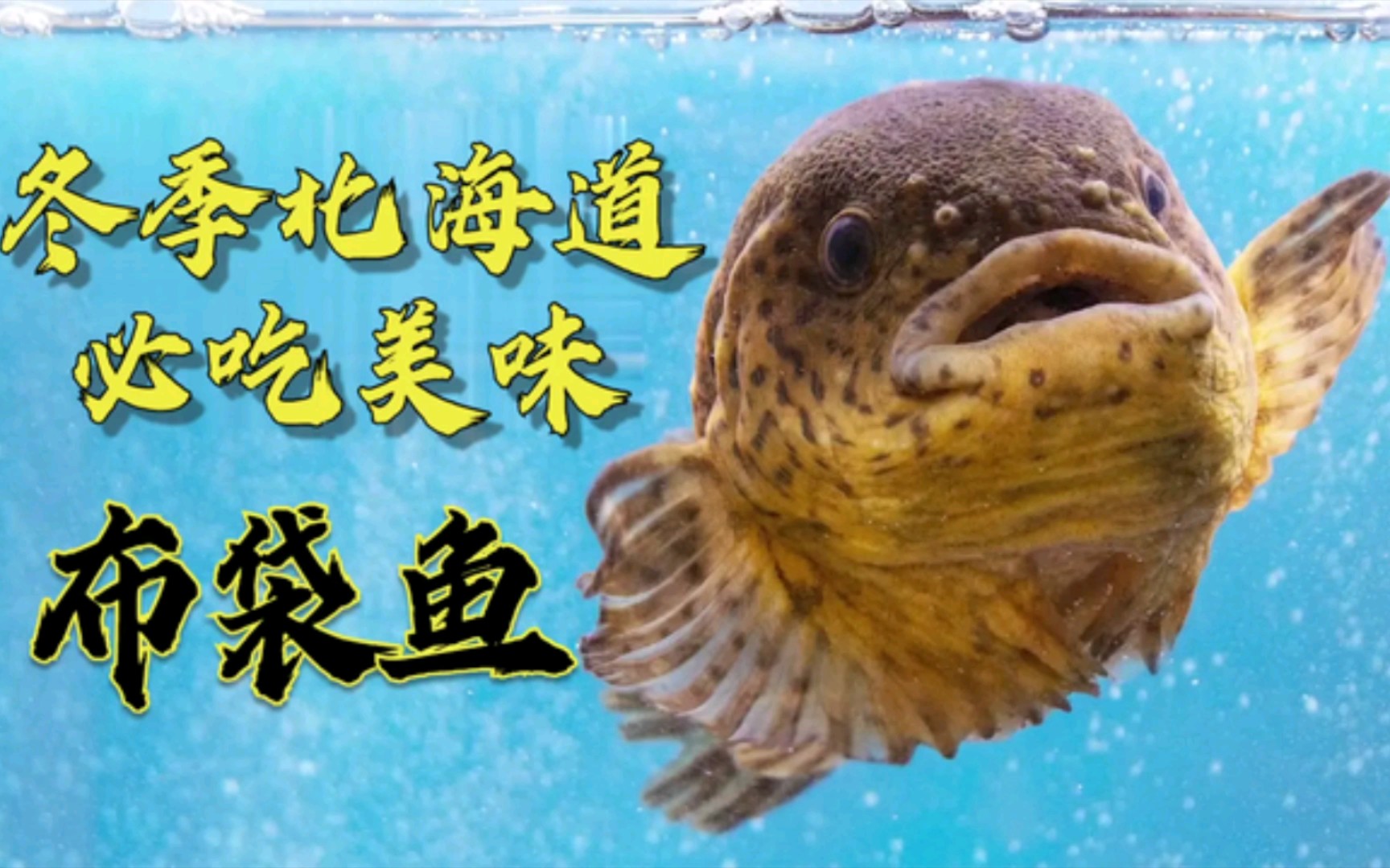 北海道布袋鱼图片