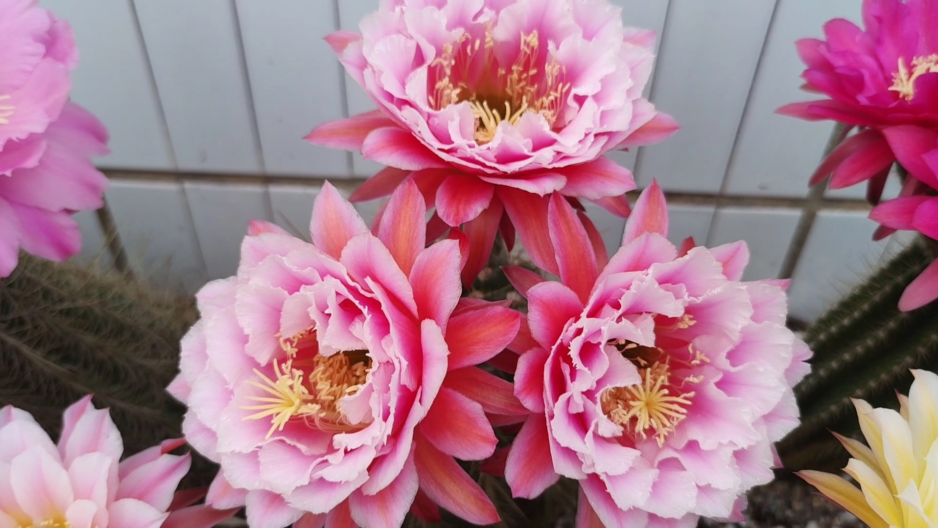 毛花柱仙女开花了