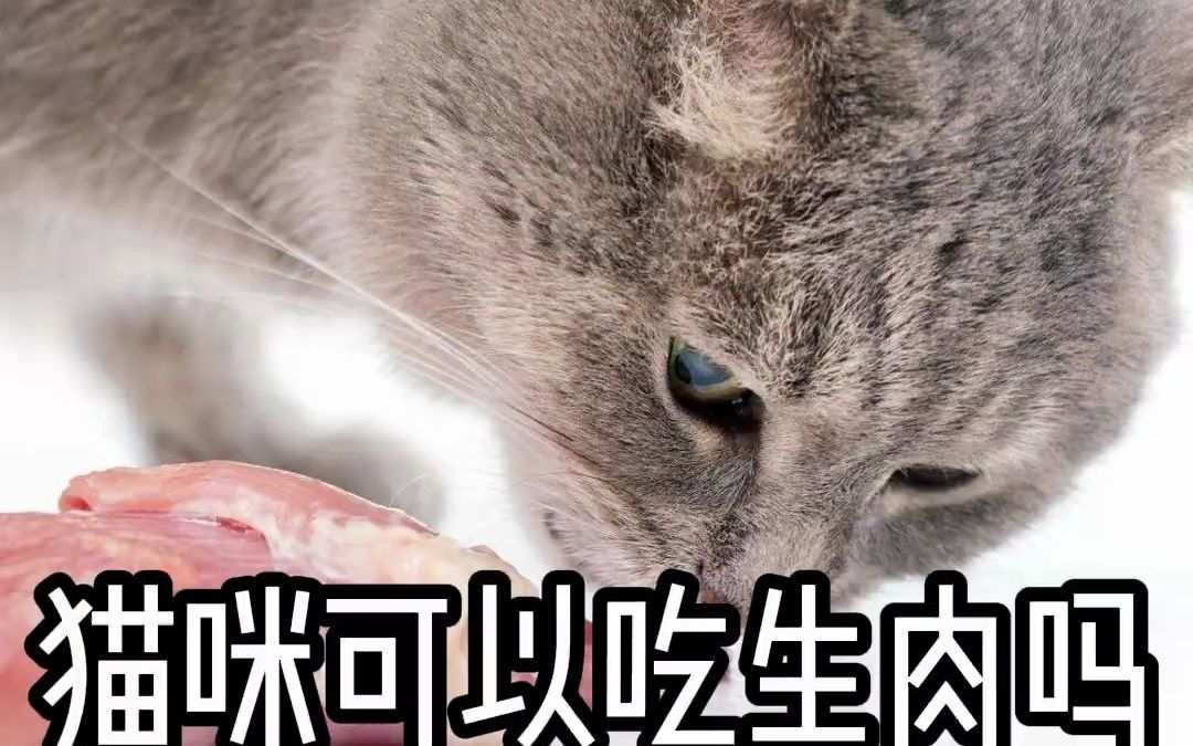 猫咪可以吃生肉吗哔哩哔哩bilibili