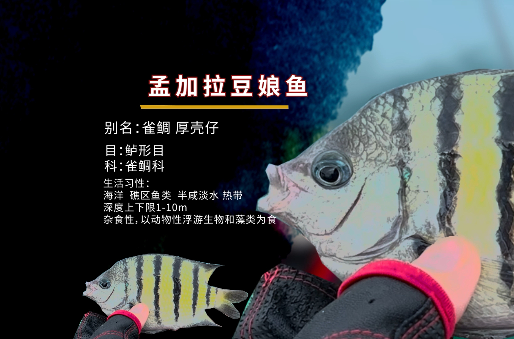 海鱼百科|孟加拉豆娘鱼