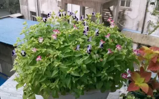 夏日草花 搜索结果 哔哩哔哩 Bilibili