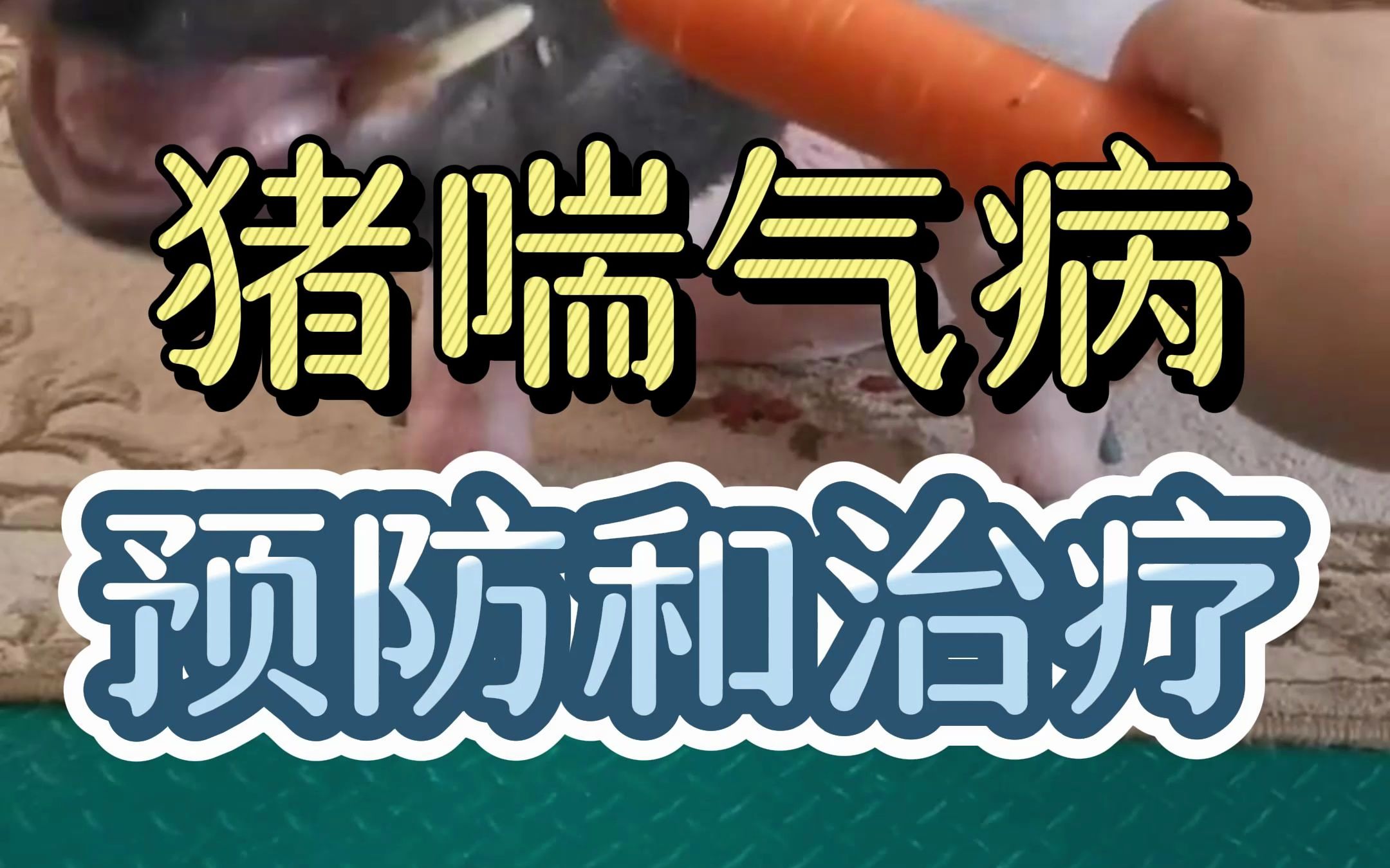 猪喘气病的预防和治疗哔哩哔哩bilibili