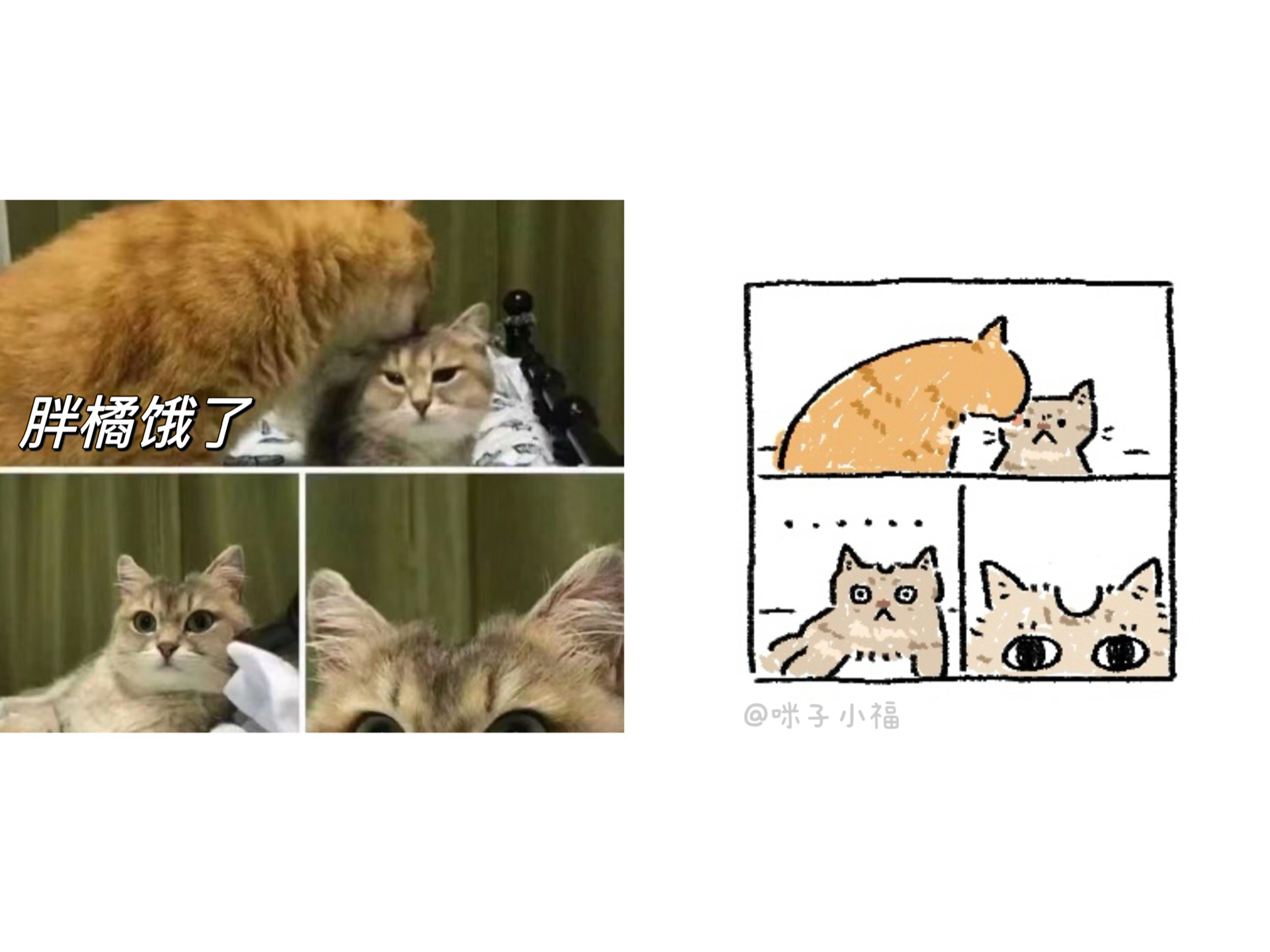 画了几个猫meme(猫猫坠可爱了)哔哩哔哩bilibili