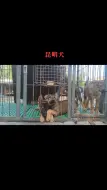 Descargar video: 昆明犬