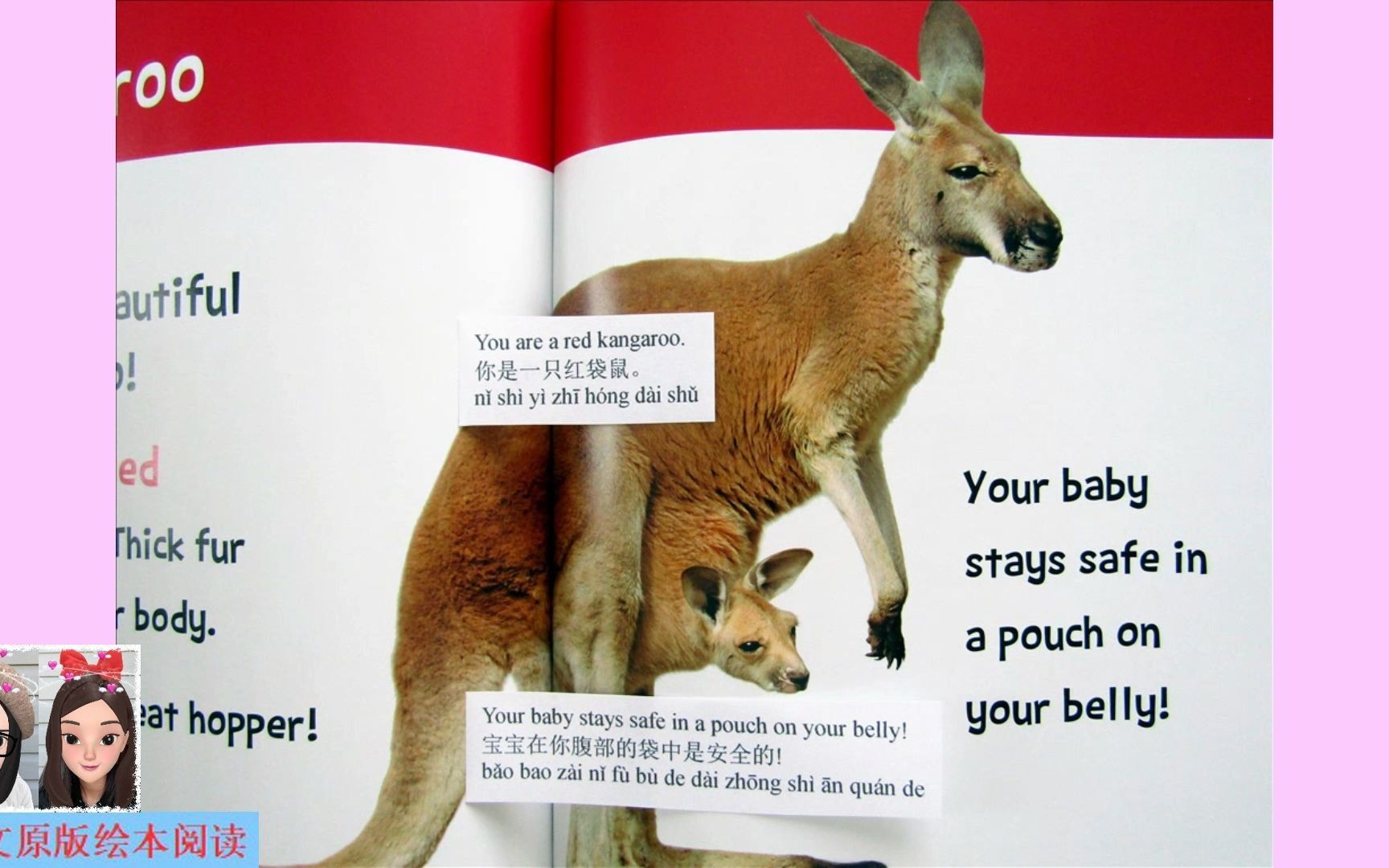 【英文绘本阅读】Hello, Beautiful! Furry Animals: kangaroo 《你好,美丽!毛茸茸动物篇》之袋鼠哔哩哔哩bilibili