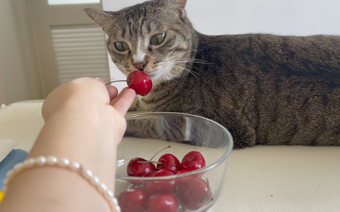 小猫咪也想吃樱桃_哔哩哔哩_bilibili