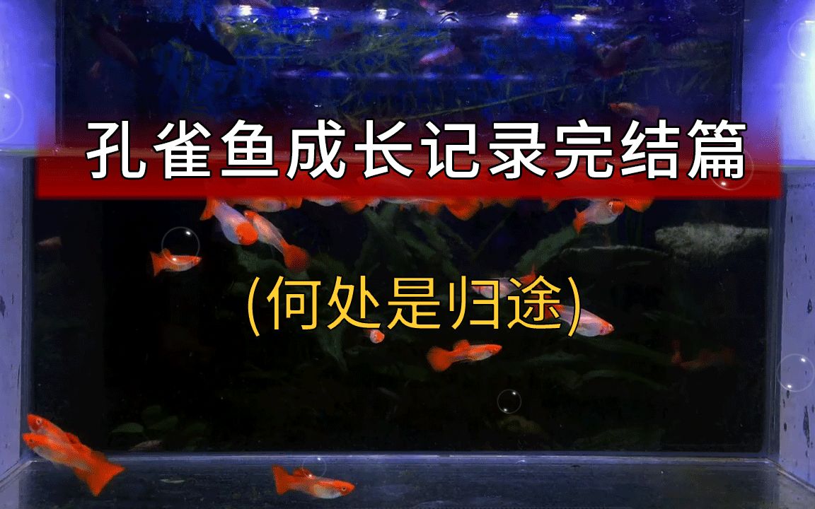 孔雀鱼60天生长记录完结篇
