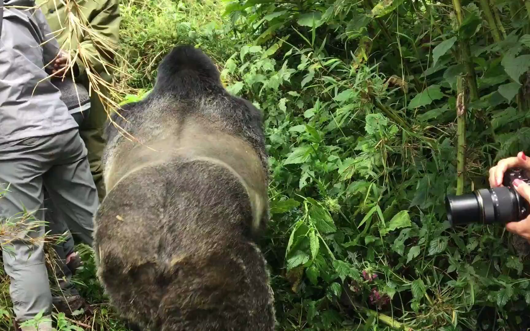 [图]卢旺达银背大猩猩在一条林间小道上绅士地让游客女士先行