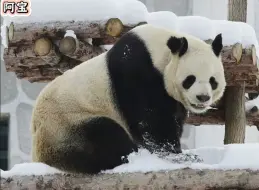 Скачать видео: 【大熊猫阿宝】守了几天了，终于看到这孩子出来玩了会雪