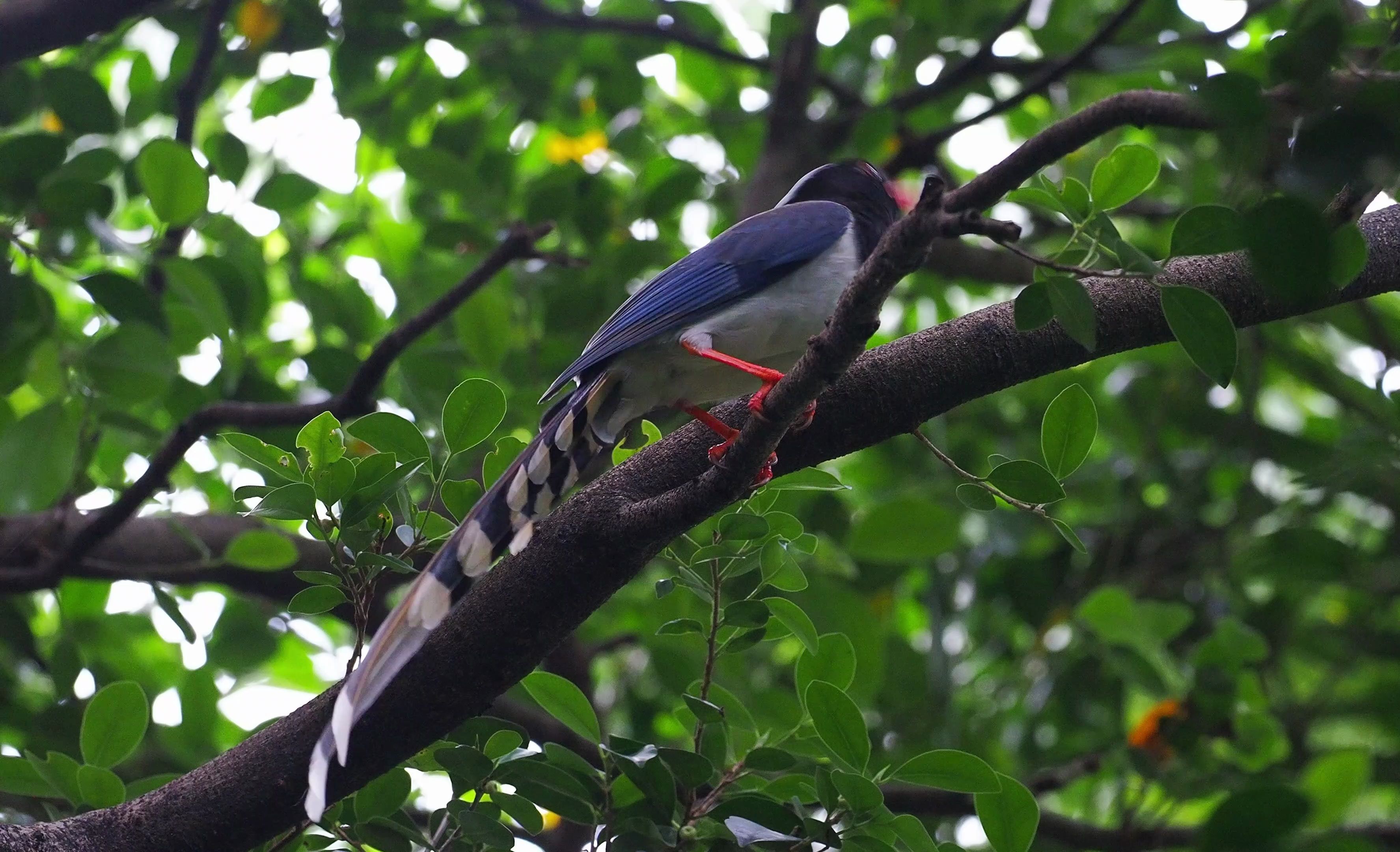 红嘴蓝鹊开始长时间卧巢,估计已经下蛋了
