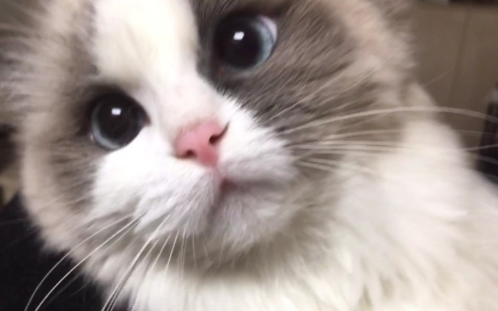 你也喜欢猫猫嘛