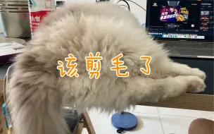 Download Video: 【布偶猫】修剪屁股毛真的太难了！