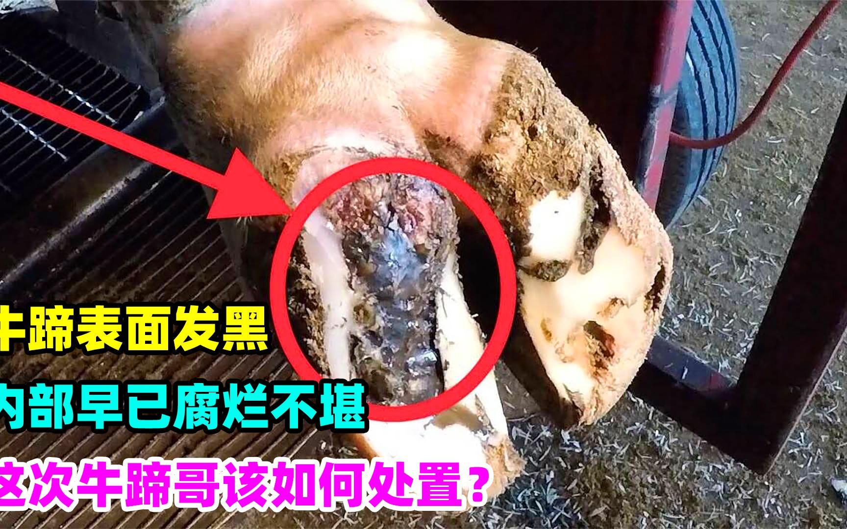 活动  牛蹄表面发黑,内部早已腐烂不堪,这次牛蹄哥该如何处置?