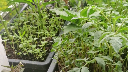 菜种密了,有好多小虫子_哔哩哔哩_bilibili