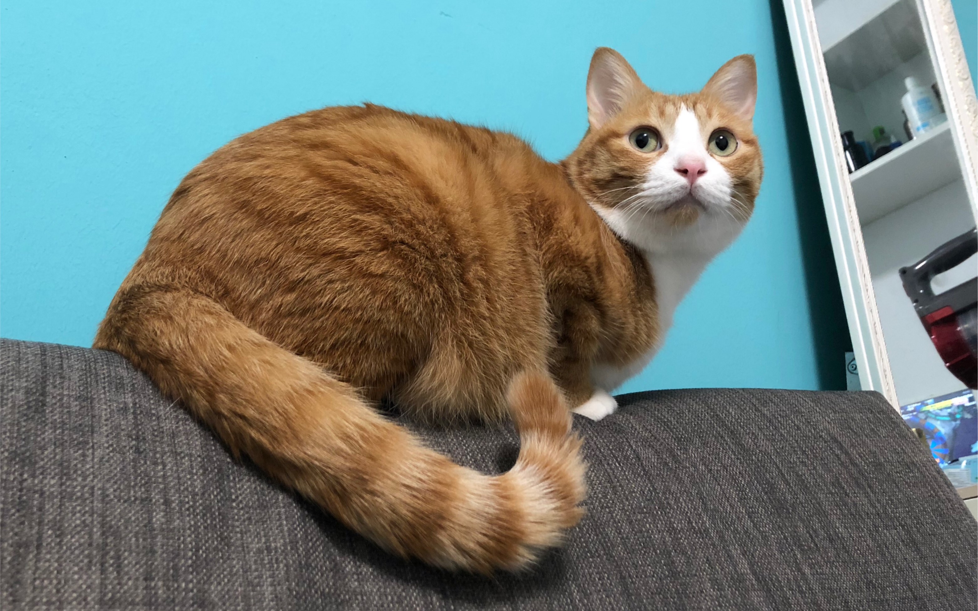 阿咪包拯抢爸爸( 0777 6777`)当妈的好没尊严哦!