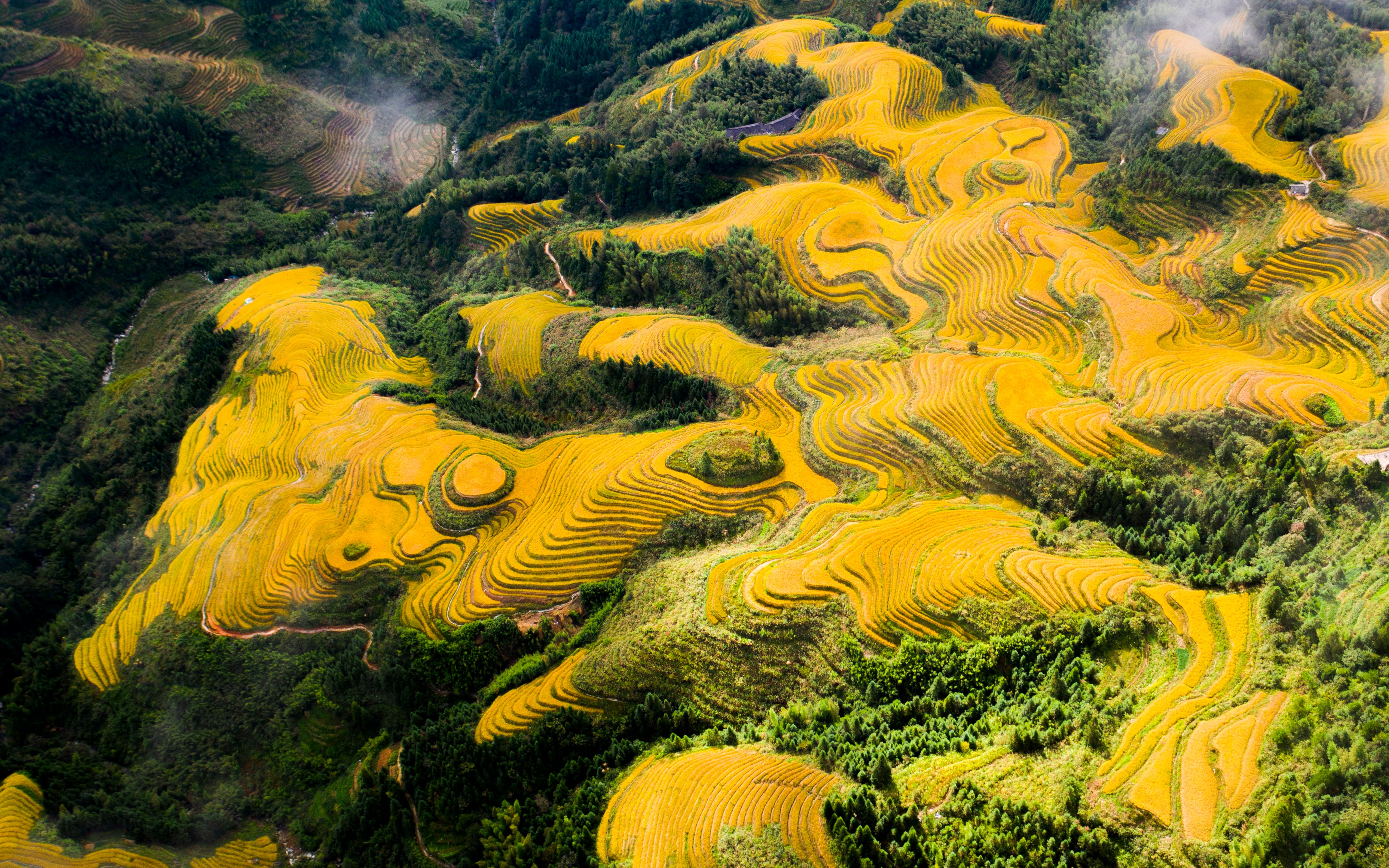 活动作品深秋龙脊龙脊梯田航拍金穗漫山遍野