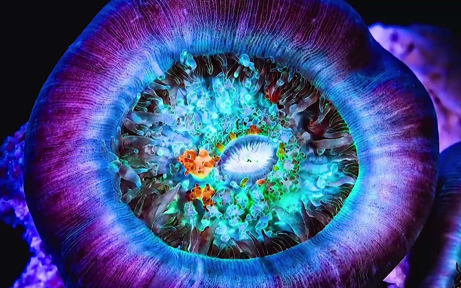 海底万米的海沟让人恐惧,但海底热泉丰富的资源却使众多生物受益_哔哩