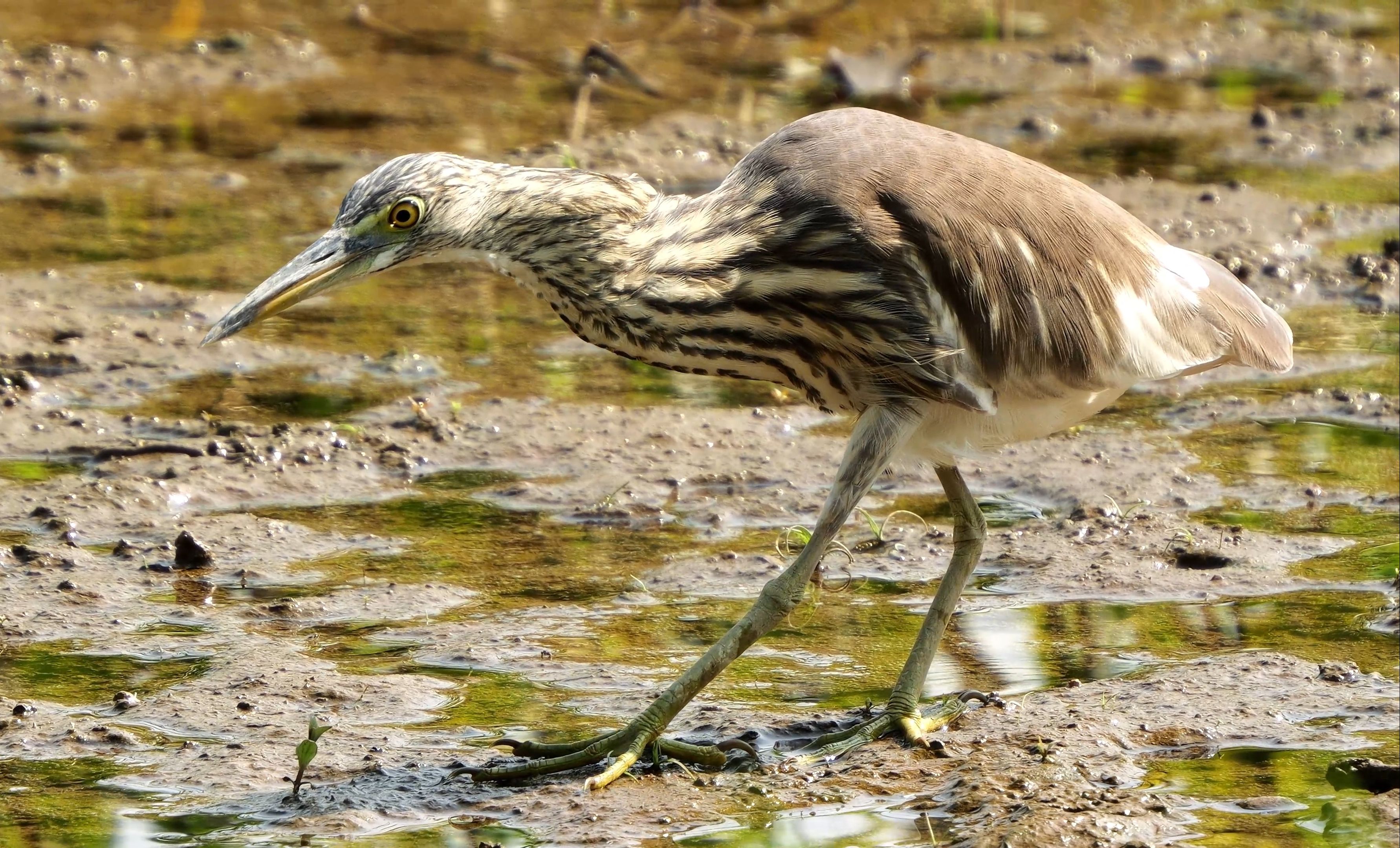 【行为图鉴】池鹭 行走宛如慢动作