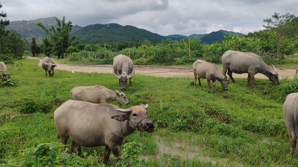 "桃花源"般安逸美好:牛群穿梭,白鹭飞舞.