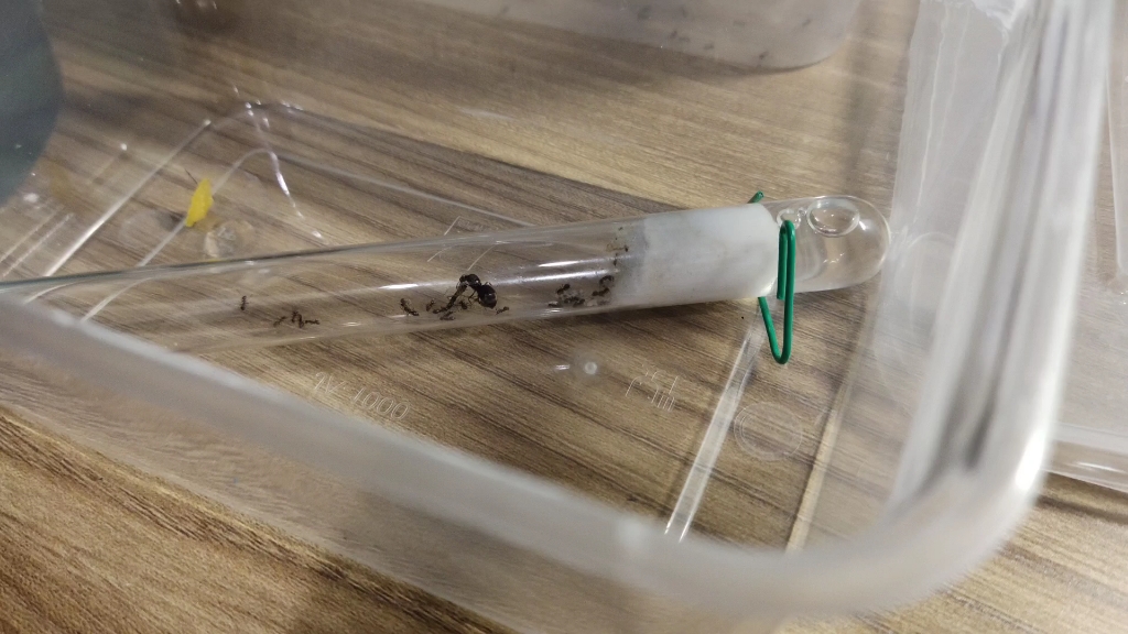 玉米毛蚁蚁后过于勇猛,直接亲自吃蚊子