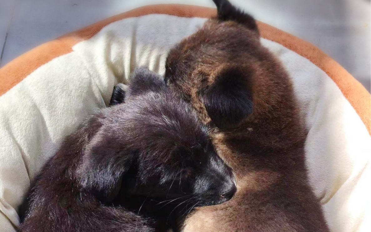 杭州小奶狗姐弟俩求收养