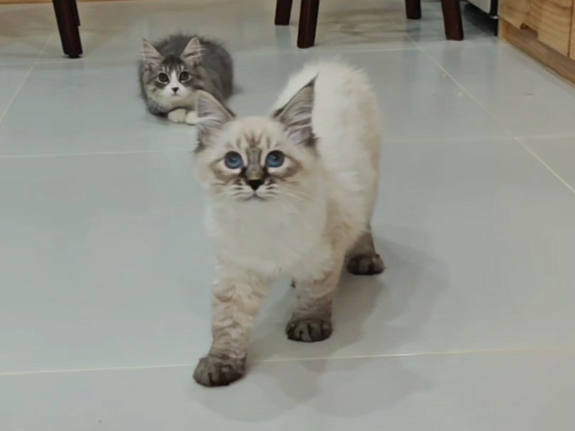 西伯利亚森林猫|93侦查