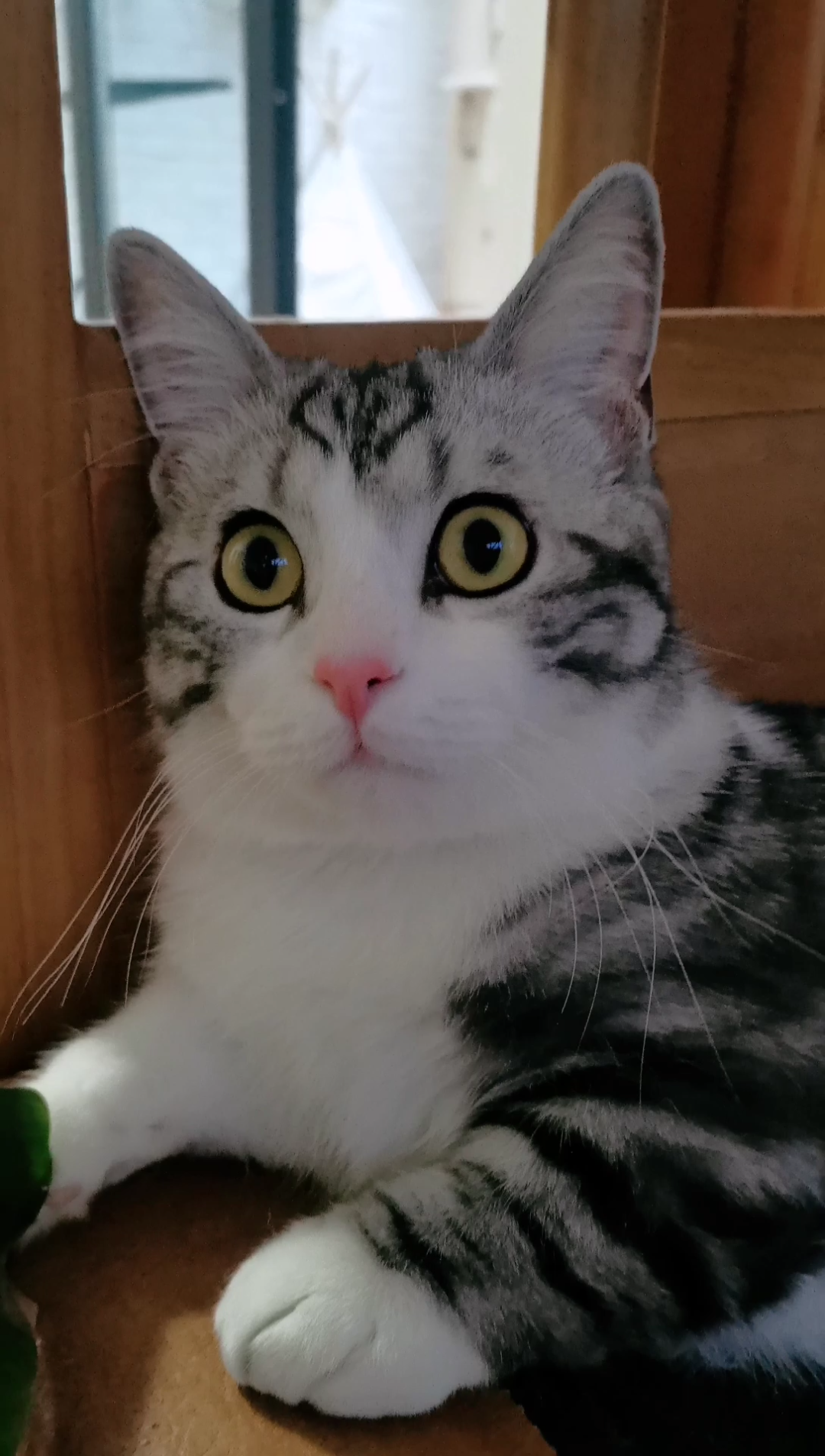 小猫咪给大家表演一个"目瞪狗呆"(27ω27_哔哩哔哩_bilibili