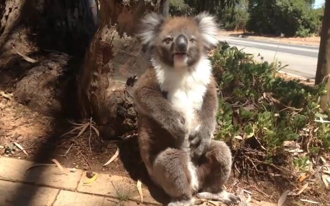 大哭的小考拉 koala
