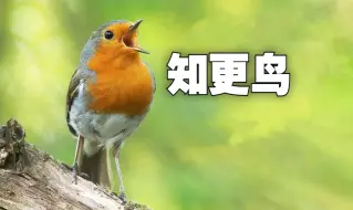 知更鸟—美妙的鸟鸣|动物世界Wildlife