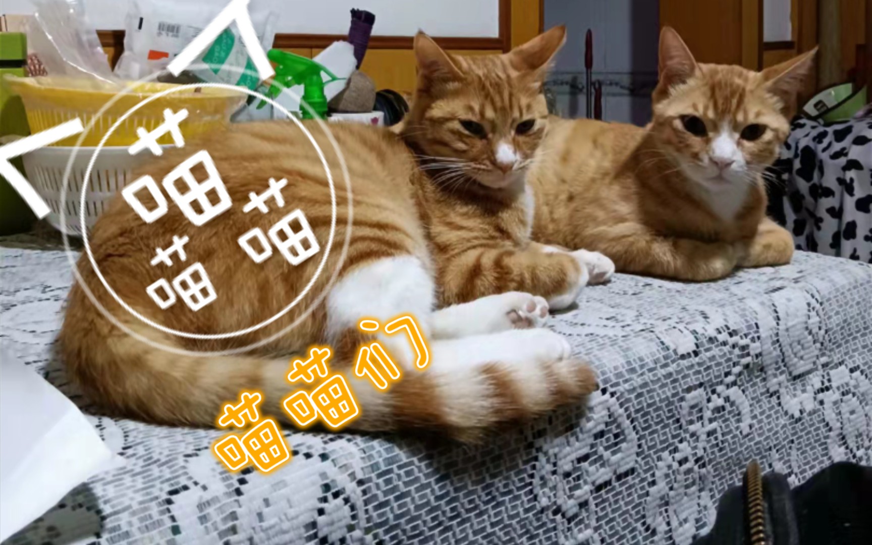 活动作品喵喵喵喵喵橘子们的日常