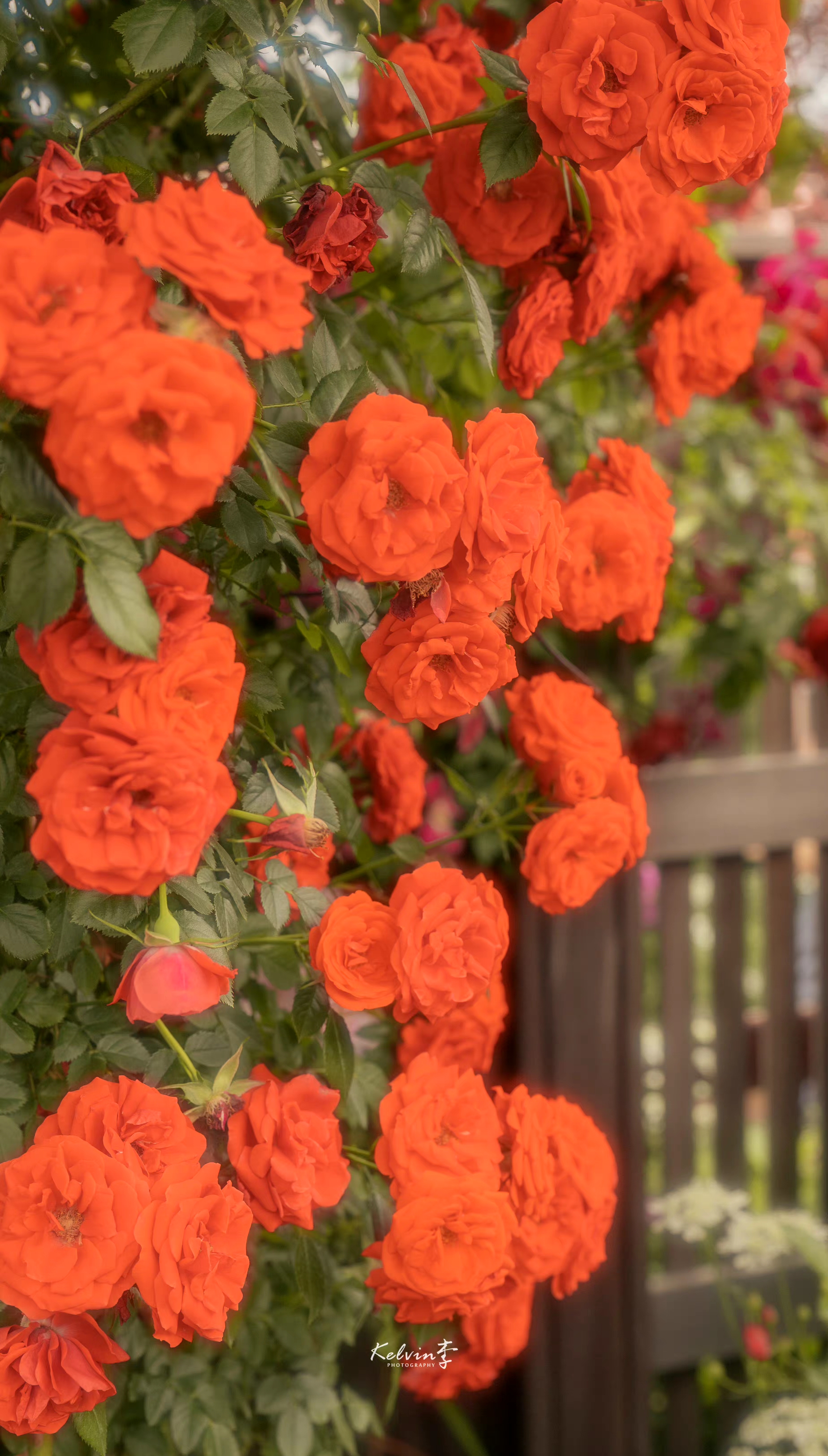 夏日玫瑰如期而至