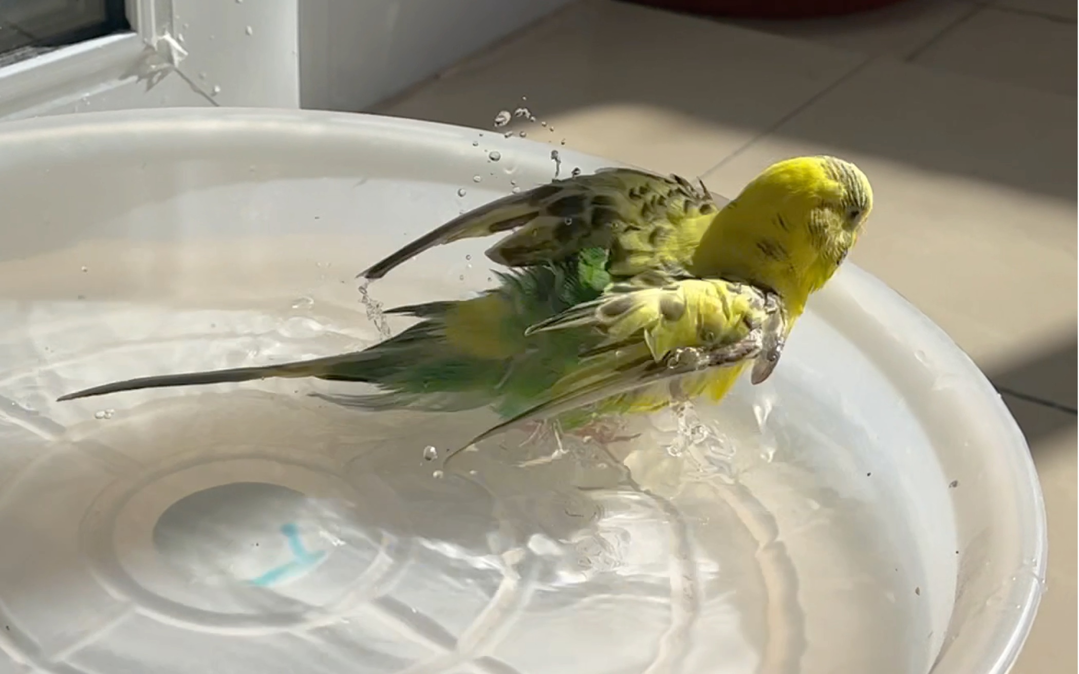 阳光灿烂的日子偷拍淑女鸡洗澡澡/虎皮鹦鹉