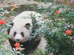 Download Video: 10.2重生之在熊仔队拍到花叶加餐出场！！！今天完美错过了两次加餐，感恩熊仔队！好久没有听到的bgm响起来了#和花和叶 #熊猫花花 #大熊猫和叶