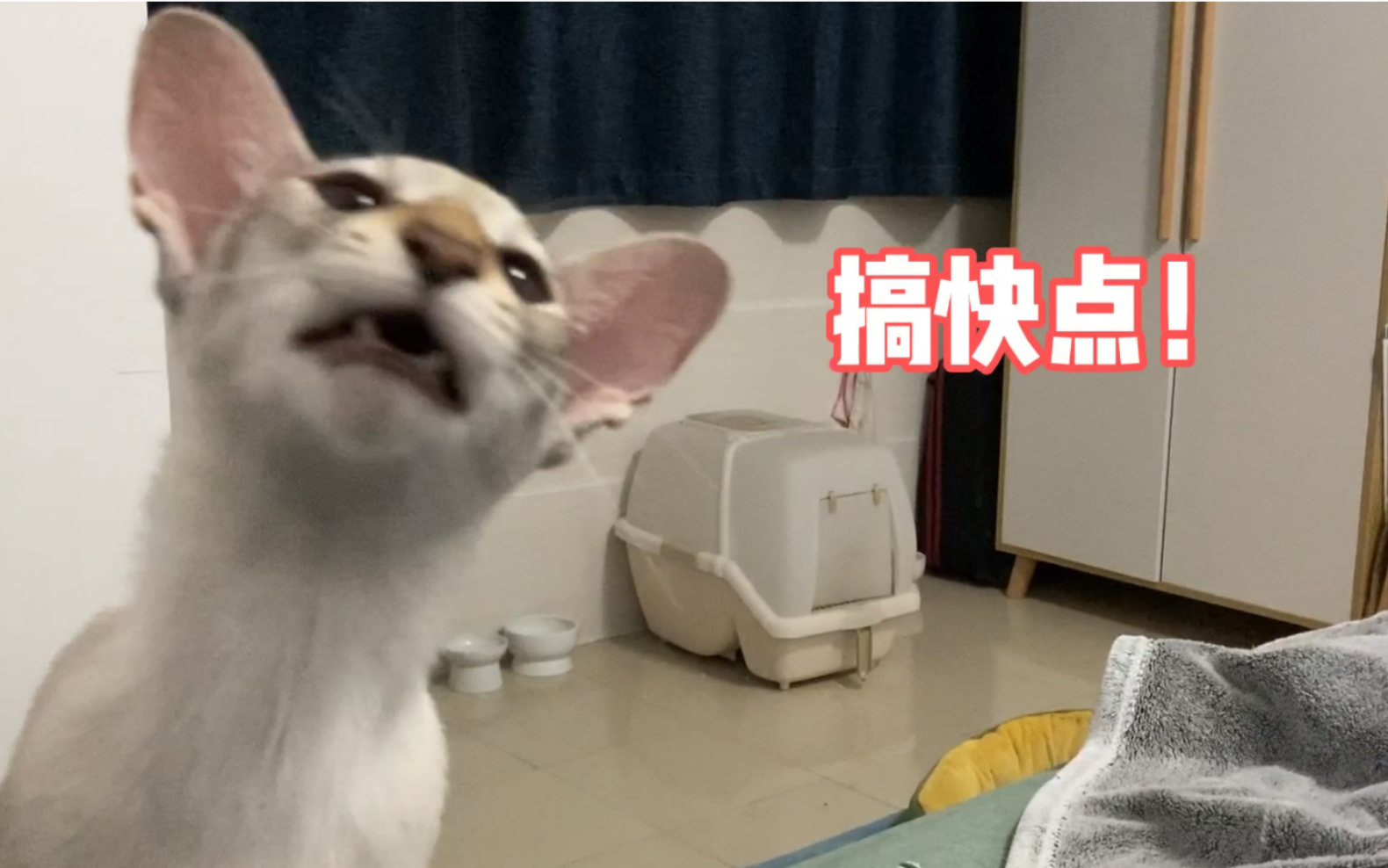 【东方短毛猫】小鹿妹妹到底多喜欢捡东西?丨东短小鹿哔哩哔哩bilibili