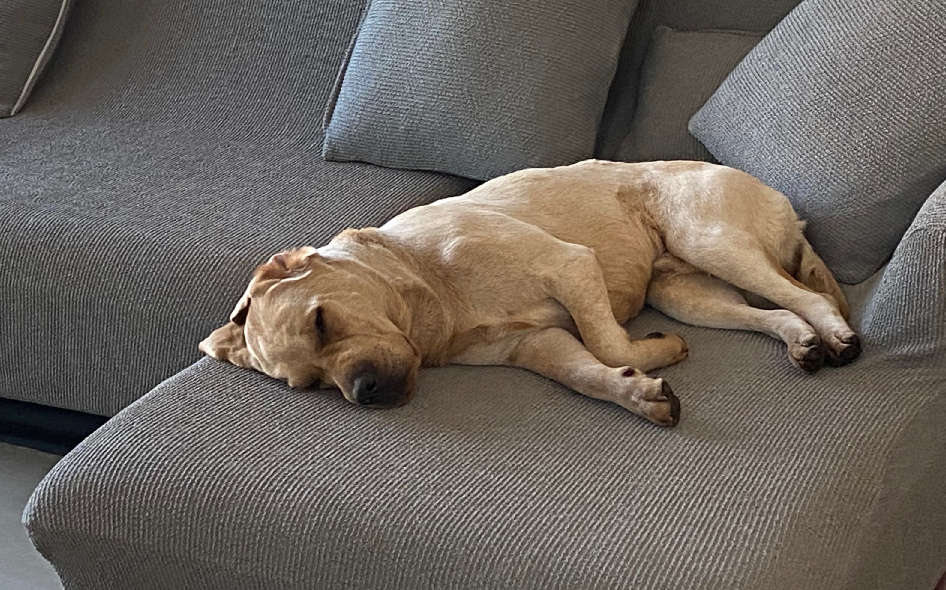 养三条狗的日常之拉布拉多睡觉时奇奇怪怪的嘴