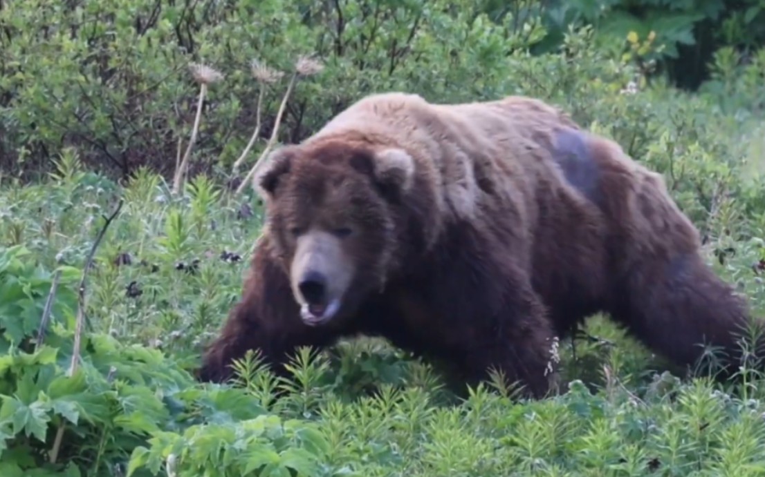麦克尼尔河最具统治力的棕熊 熊王chops来了