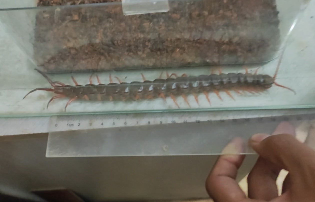 19厘米越南巨人蜈蚣