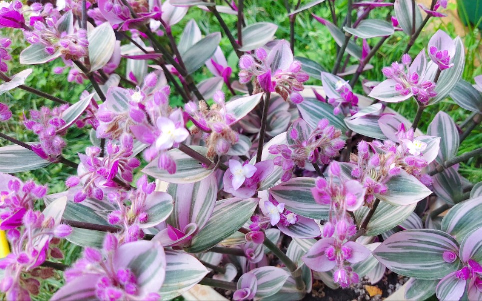 油画吊兰不烂根的技巧