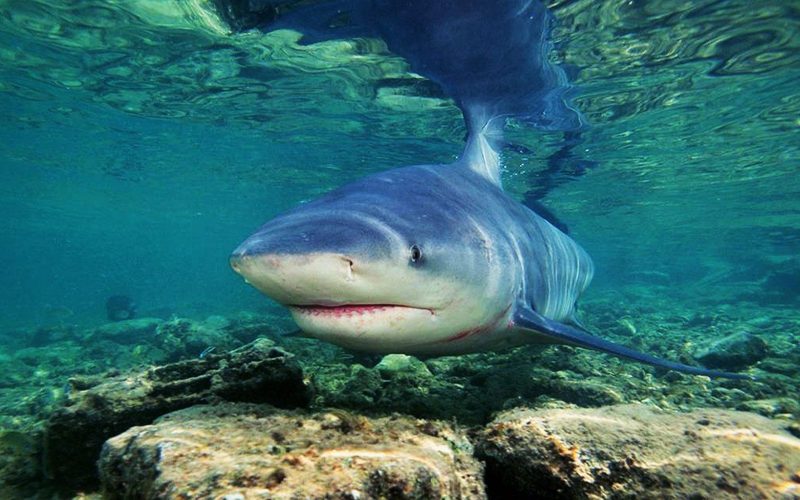 淡水食人鲨——低鳍真鲨