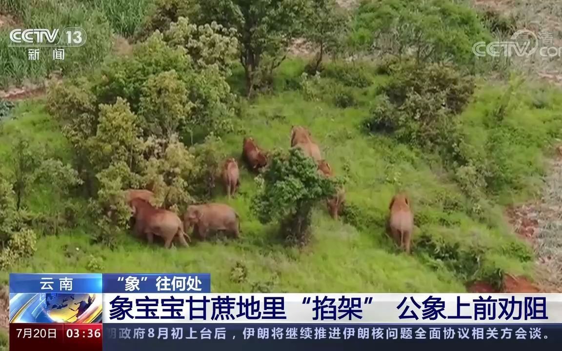 [图]云南 “象”往何处 象宝宝甘蔗地里“掐架” 公象上前劝阻