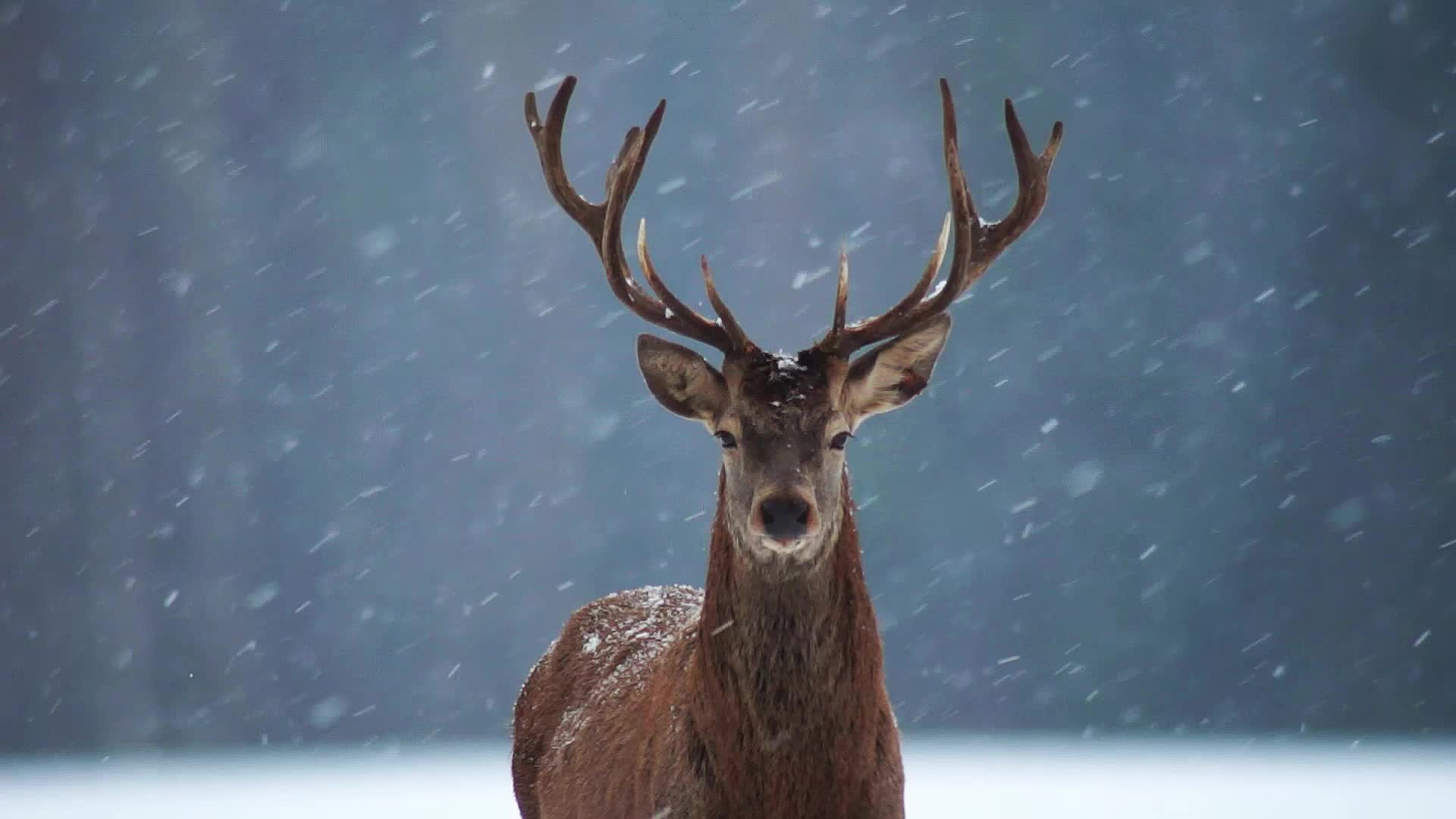 风雪中的一头鹿holidaydeer_gettyrf-473330017_1080_hd_zh-cn_哔哩